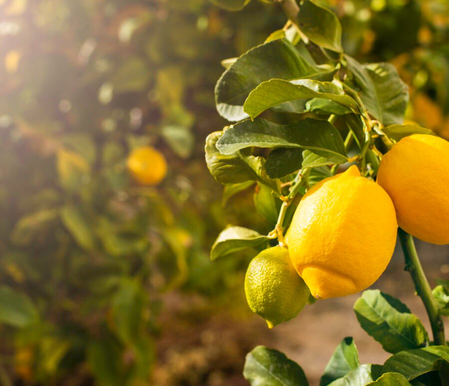 Bunch of fresh ripe lemons on a lemon tree branch in sunny garden.