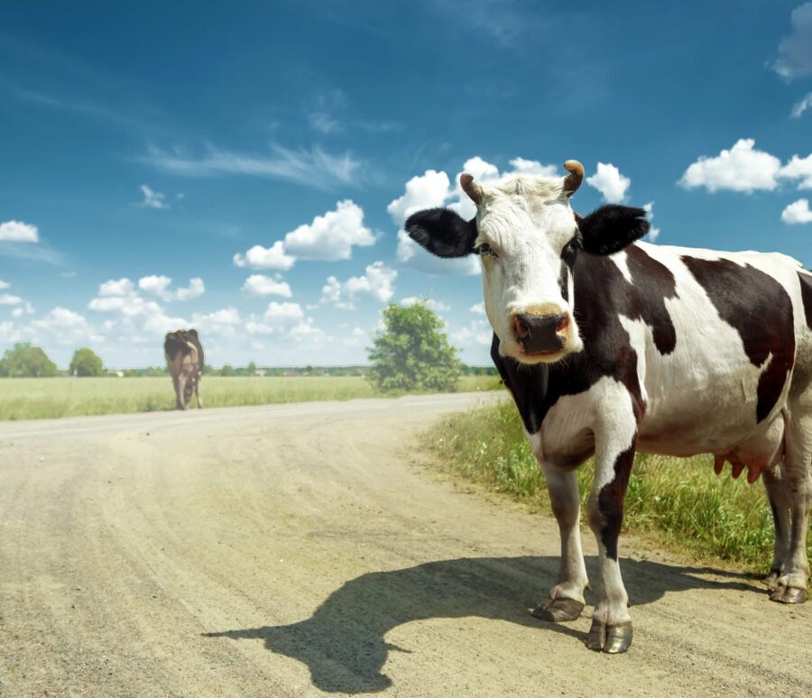 Spotted cow grazing on a beautiful green meadow against a blue sky. Livestock, farming.
